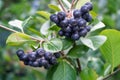 Aronia berries Chokeberries growing in the garden