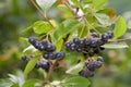 Aronia berries Chokeberries growing in the garden.