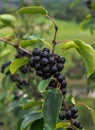 Aronia Berries