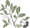 Aronia berries silhouette in color image vector illustration