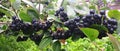 Aronia berry branch. The chokeberries. Banner Royalty Free Stock Photo