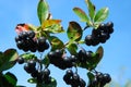 Aronia-black chokeberry