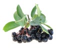 Aronia Black Chokeberry Royalty Free Stock Photo