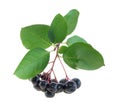 Aronia Black Chokeberry Royalty Free Stock Photo