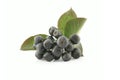 Aronia - Black Chokeberry. Royalty Free Stock Photo