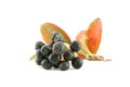 Aronia - Black Chokeberry. Royalty Free Stock Photo
