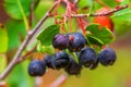 Aronia or black chokeberry