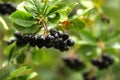 Aronia, black chokeberry, Sorbaronia mitschurinii