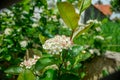 Aronia blossom Royalty Free Stock Photo