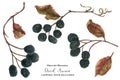 Aronia branches for Christmas ornament