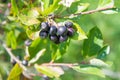 Aronia chokeberries Royalty Free Stock Photo