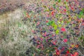 Aronia chokeberries