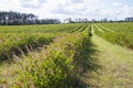 Aronia chokeberries field