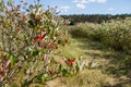Aronia chokeberries field