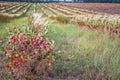 Aronia chokeberries field