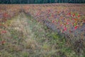 Aronia chokeberries field