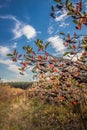 Aronia chokeberries field