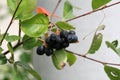 Aronia or Chokeberries plant with multiple ripe dark berries growing in bunch on single branch surrounded with green leaves in