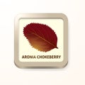 Aronia chokeberry leaf. Vector illustration decorative design