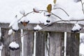 Aronia is covered with a first with fluffy snow in rural areas on a background of the old wood fence Royalty Free Stock Photo