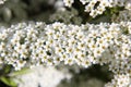 Aronia Flowers. Bunch of flowers chokeberry. White blossoms on bird cherry tree in sunny summer forest.