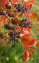 Aronia melanocarpa Royalty Free Stock Photo