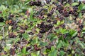 Aronia melanocarpa, black chokeberry berries on branch