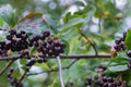 Aronia melanocarpa, black chokeberry berries on branch