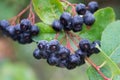 Aronia melanocarpa, black chokeberry berries on branch