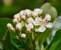 Aronia melanocarpa Royalty Free Stock Photo