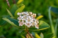 Aronia melanocarpa flowers and leaves closeup Royalty Free Stock Photo