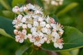 Aronia melanocarpa flowers and leaves closeup