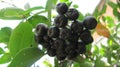 Aronia orifice, or Chokeberry - ArÃÂ³nia melanocÃÂ¡rpa