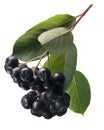 Aronia (black chokeberry), paths