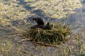 Arosa, Switzerland, August 15, 2021 Baby coots in a nest in the lake