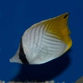 Auriga Butterflyfish