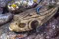 Arothron meleagris, commonly known as the guineafowl puffer