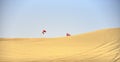 Around Al Qudra Lake desert viewing of the sand and plant in the desert, Dubai, United Arab Emirates Royalty Free Stock Photo