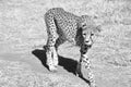 Around 300 cheetahs are left in Namibia. Most of the endangered species