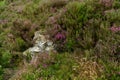 Around the city of Scarborough in the UK,heathers