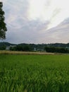 Dark sky and rice fields Royalty Free Stock Photo