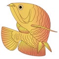 Arowana illustration Royalty Free Stock Photo