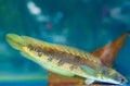 Arowana in aquarium, a favorite fish with long body, Royalty Free Stock Photo