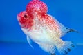 Arowana in aquarium, a favorite fish with long body, Royalty Free Stock Photo