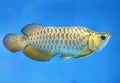 Arowana in aquarium, this is a favorite fish with long body, beautiful dragon shape colorful