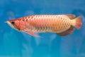 Arowana in aquarium, this is a favorite fish with long body, beautiful dragon shape colorful