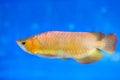 Arowana in aquarium, a favorite fish with long body, Royalty Free Stock Photo