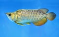 Arowana in aquarium, this is a favorite fish with long body, beautiful dragon shape colorful Royalty Free Stock Photo