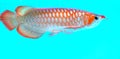 Arowana in aquarium, a favorite fish with long body Royalty Free Stock Photo