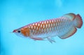 Arowana in aquarium, a favorite fish with long body